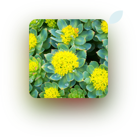 rhodiola rosea